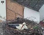 Capi_Dubne_20250504_084504.jpg