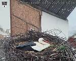 Capi_Dubne_20250504_085004.jpg