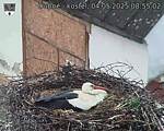 Capi_Dubne_20250504_085502.jpg