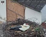 Capi_Dubne_20250504_090004.jpg