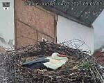 Capi_Dubne_20250504_090503.jpg