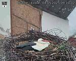 Capi_Dubne_20250504_091002.jpg
