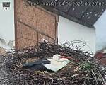 Capi_Dubne_20250504_092002.jpg