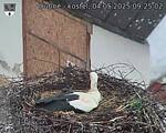 Capi_Dubne_20250504_092502.jpg