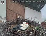 Capi_Dubne_20250504_093002.jpg