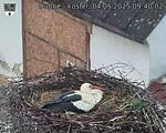 Capi_Dubne_20250504_094002.jpg