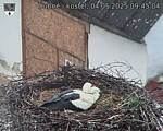 Capi_Dubne_20250504_094504.jpg