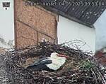 Capi_Dubne_20250504_095004.jpg