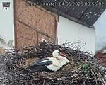 Capi_Dubne_20250504_095502.jpg