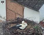 Capi_Dubne_20250504_100004.jpg