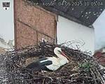Capi_Dubne_20250504_100504.jpg