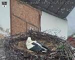 Capi_Dubne_20250504_102004.jpg