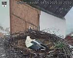 Capi_Dubne_20250504_102502.jpg