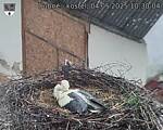 Capi_Dubne_20250504_103004.jpg