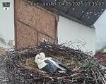 Capi_Dubne_20250504_103503.jpg
