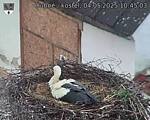 Capi_Dubne_20250504_104503.jpg