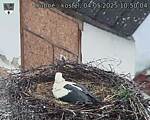 Capi_Dubne_20250504_105004.jpg