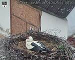 Capi_Dubne_20250504_110003.jpg