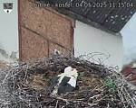 Capi_Dubne_20250504_111504.jpg