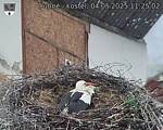 Capi_Dubne_20250504_112502.jpg