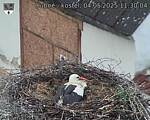 Capi_Dubne_20250504_113004.jpg