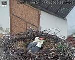 Capi_Dubne_20250504_114002.jpg