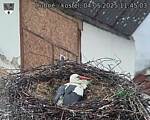 Capi_Dubne_20250504_114503.jpg