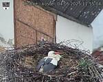 Capi_Dubne_20250504_115504.jpg
