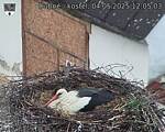 Capi_Dubne_20250504_120503.jpg