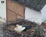 Capi_Dubne_20250504_121502.jpg