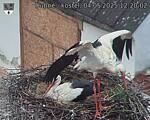 Capi_Dubne_20250504_122002.jpg