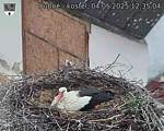 Capi_Dubne_20250504_123504.jpg