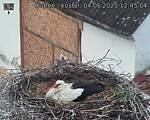 Capi_Dubne_20250504_124504.jpg
