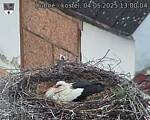 Capi_Dubne_20250504_130004.jpg