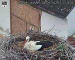 Capi_Dubne_20250504_131002.jpg