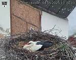 Capi_Dubne_20250504_133003.jpg