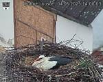 Capi_Dubne_20250504_140003.jpg