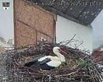 Capi_Dubne_20250504_141002.jpg