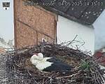 Capi_Dubne_20250504_143503.jpg