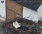 Capi_Dubne_20250504_145004.jpg