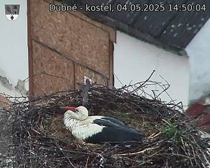 Capi_Dubne_20250504_145004.jpg (1350 x 1080)