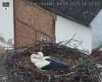 Capi_Dubne_20250504_145502.jpg