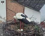 Capi_Dubne_20250504_150504.jpg
