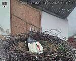 Capi_Dubne_20250504_151002.jpg