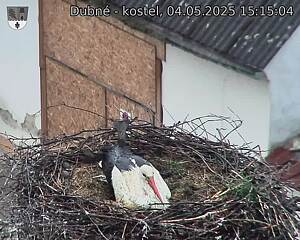 Capi_Dubne_20250504_151504.jpg (1350 x 1080)