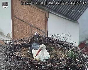 Capi_Dubne_20250504_152502.jpg (1350 x 1080)