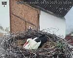 Capi_Dubne_20250504_155004.jpg