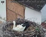 Capi_Dubne_20250504_155502.jpg