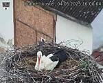 Capi_Dubne_20250504_160004.jpg