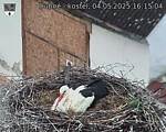 Capi_Dubne_20250504_161504.jpg